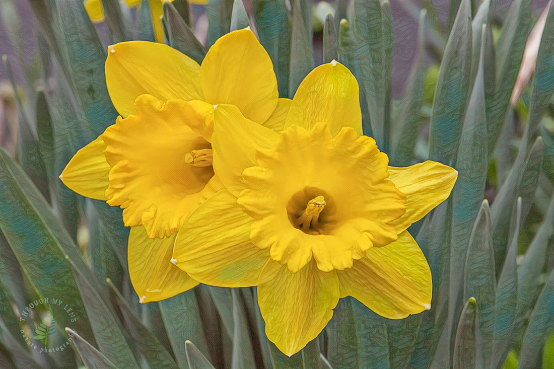 Daffodil Meaning and Symbolism